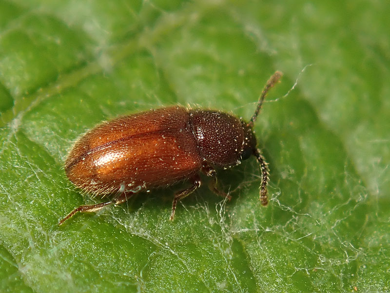 Cryptophagidae: Cryptophagus sp. (cfr.)